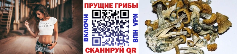 продажа наркотиков  Иваново  Псилоцибиновые грибы MAGIC MUSHROOMS 